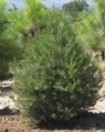 Eldarica pine